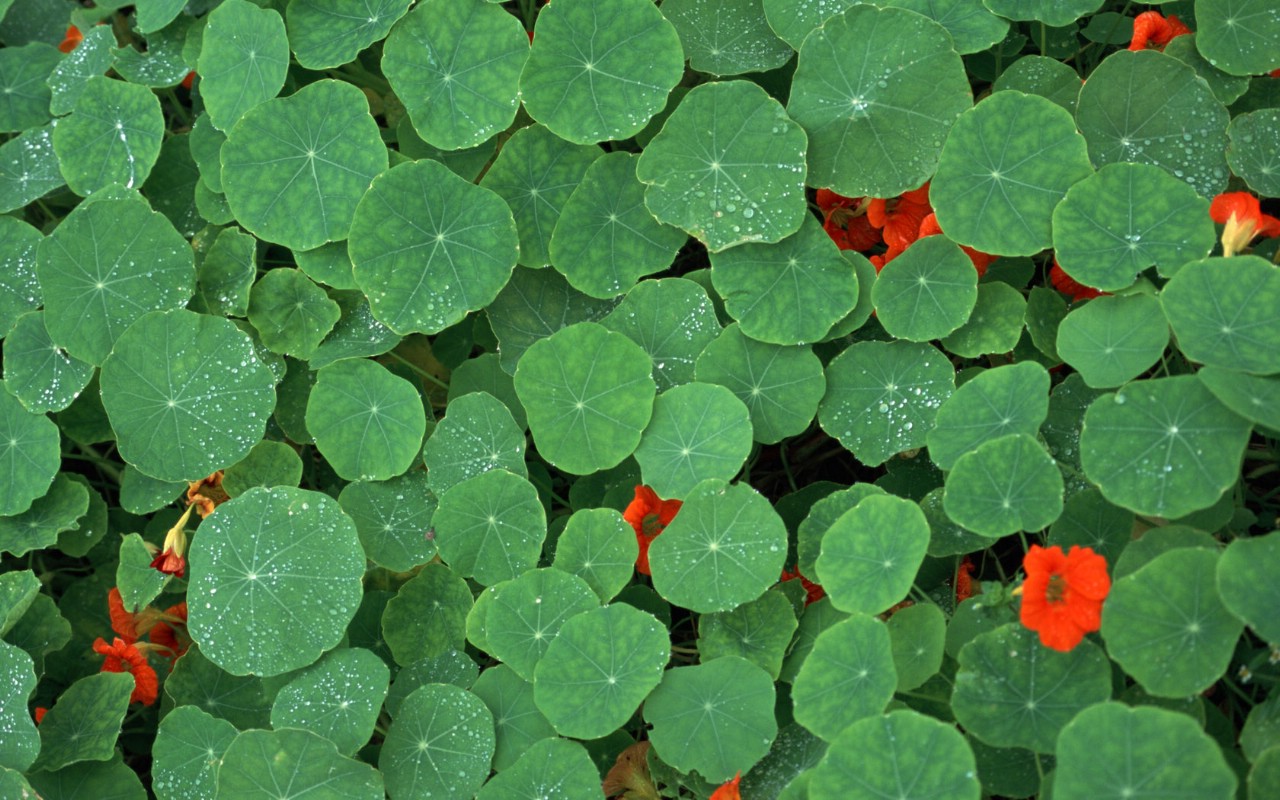 20寸宽屏绿叶壁纸壁纸图片动物壁纸动物图片