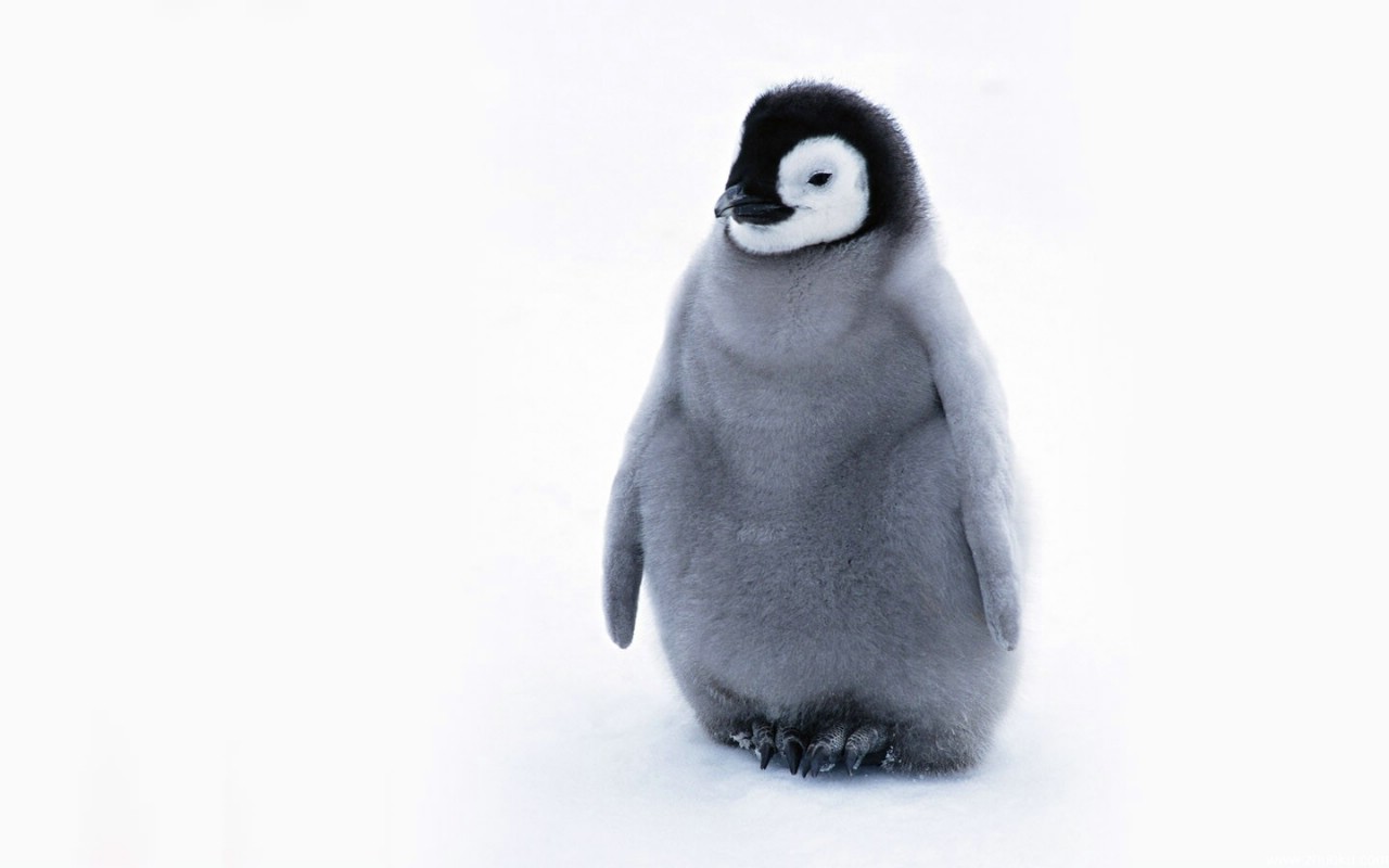 南极可爱企鹅图片桌面壁纸-壁纸图片大全