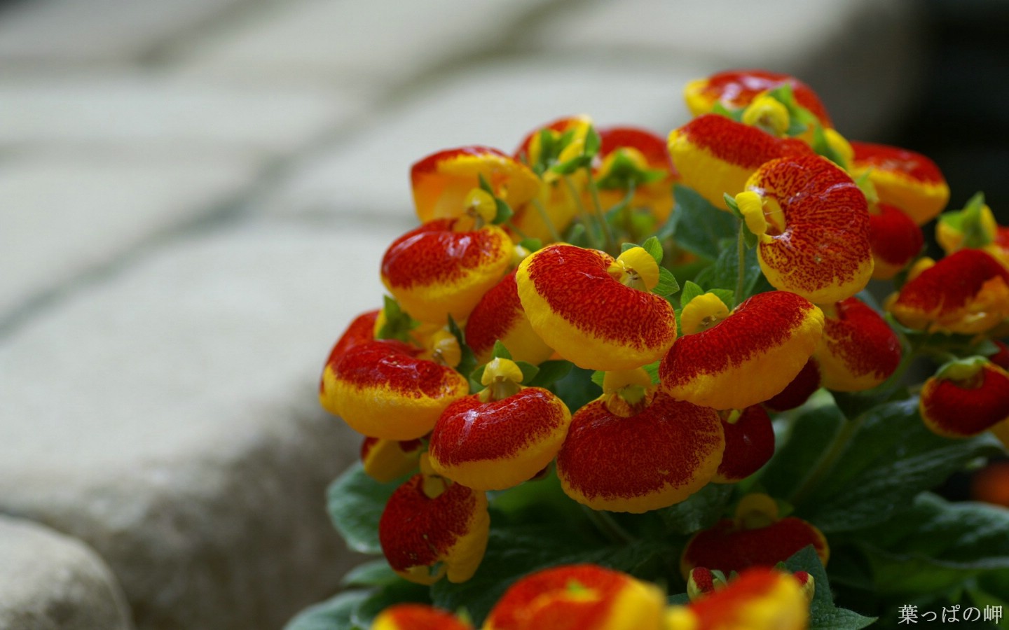 壁纸1440×900高清花卉花朵摄影宽屏壁纸 壁