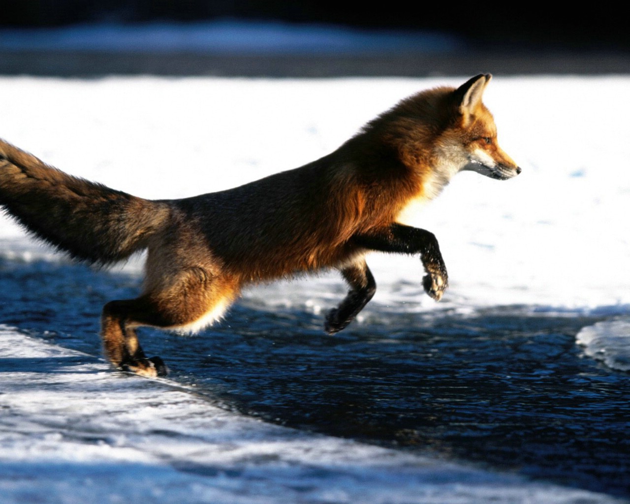 高清精美动物生物壁纸 一 1600x1200 壁纸123
