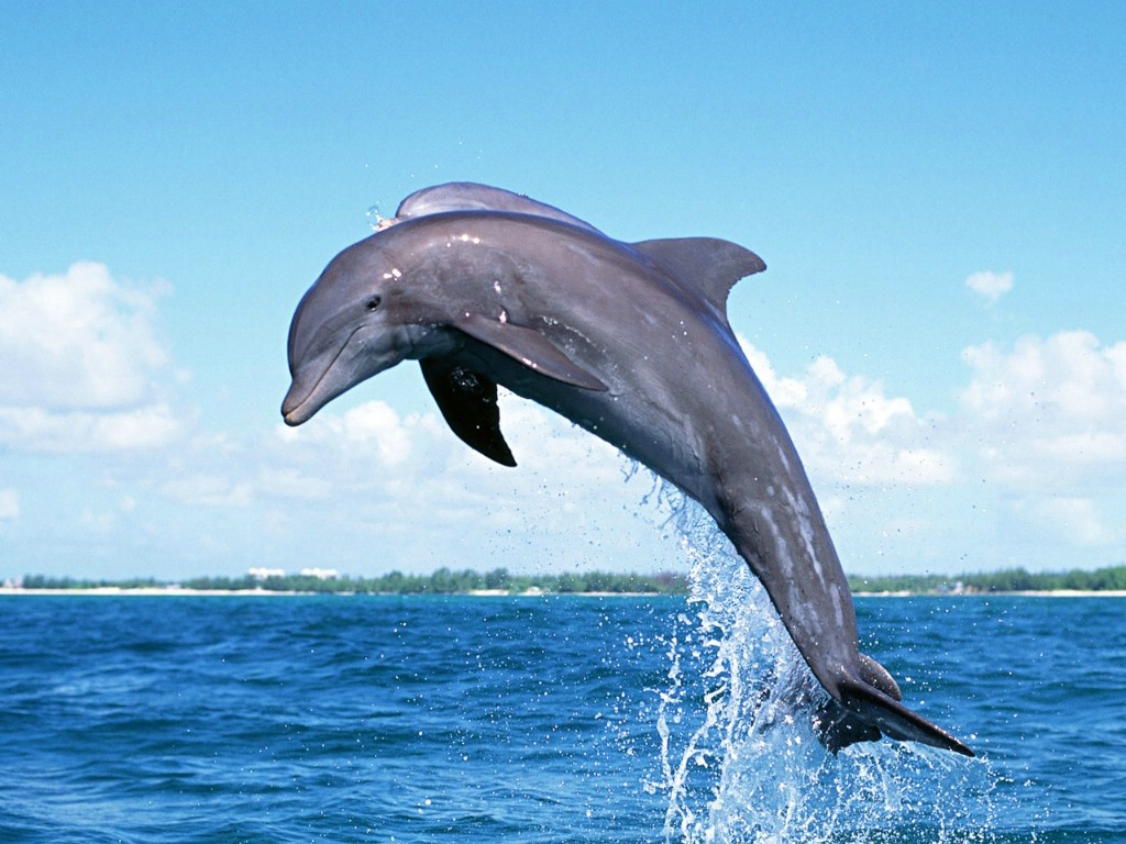 最美海豚|摄影|宠物摄影|双木林摄影 - 原创作品 - 站酷 (ZCOOL)