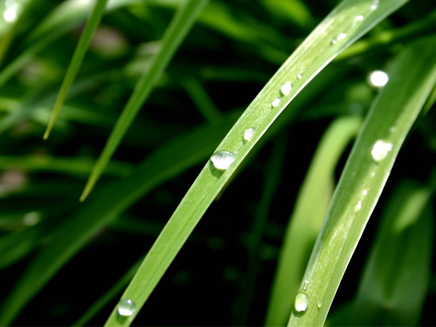 绿色植物桌面