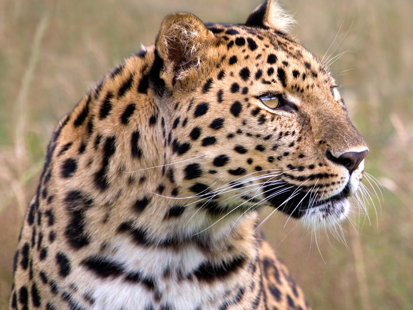 壁纸1600×1200猫科类野兽动物壁纸 第三辑 壁纸60壁纸,猫科类野兽动物壁纸壁纸图片-动物壁纸-动物图片素材-桌面壁纸