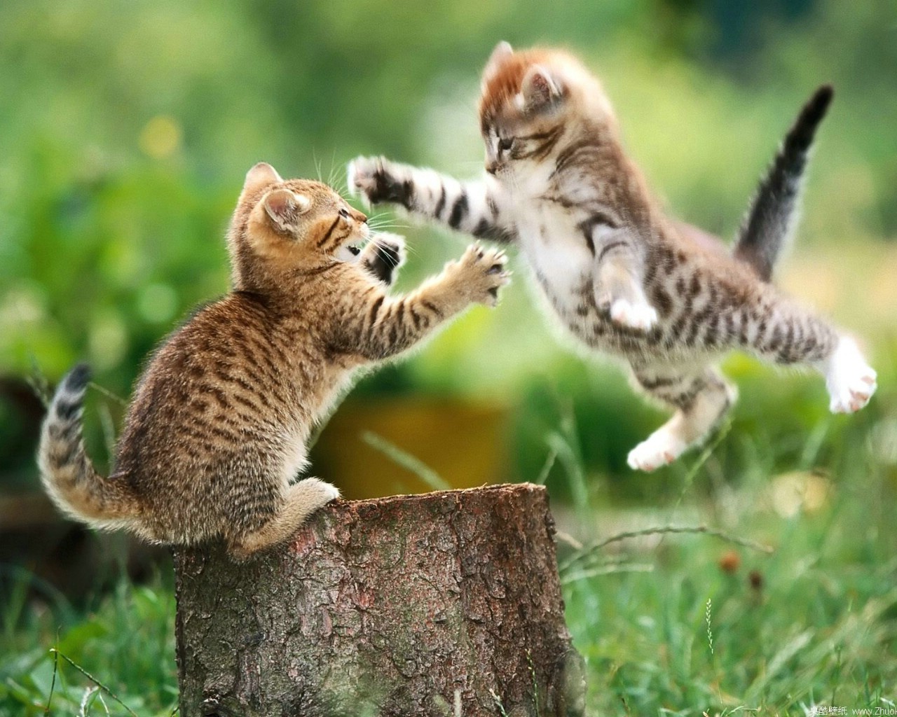 猫咪生活剪影 1600 1200 壁纸55