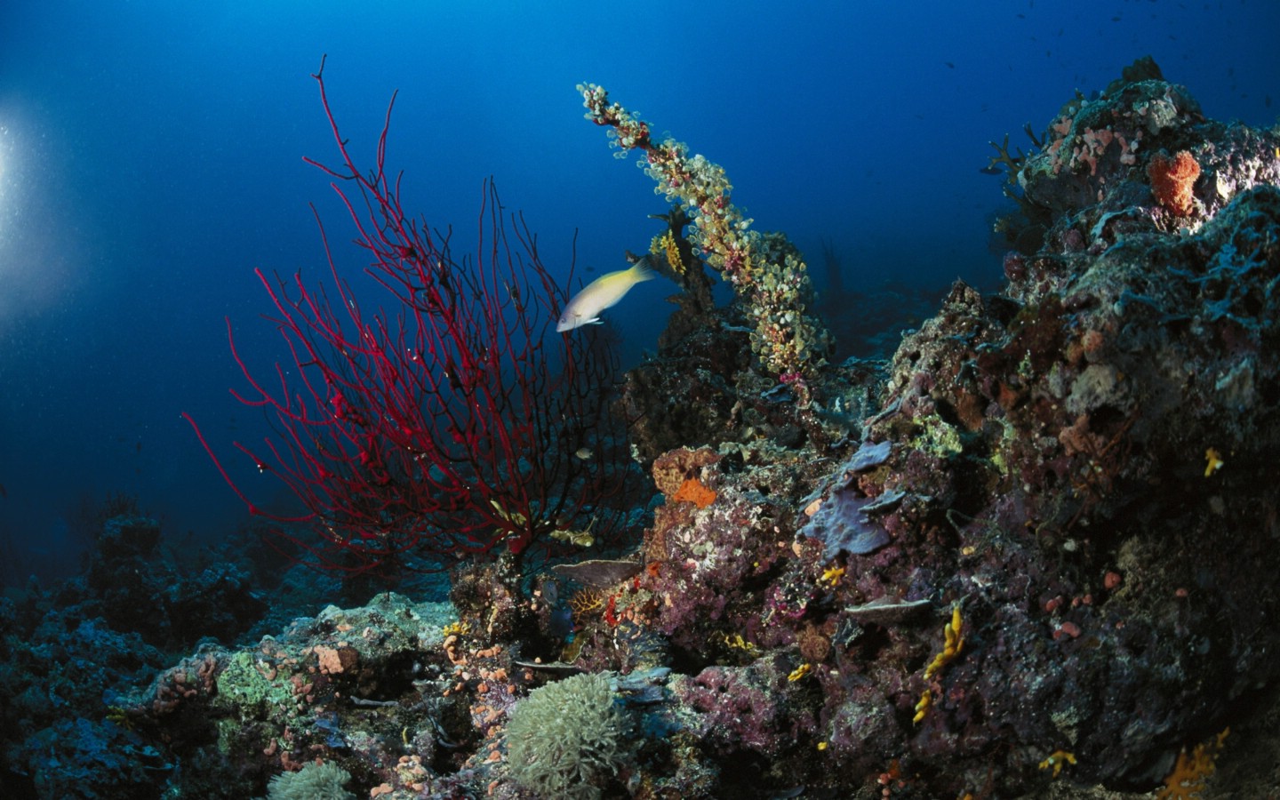 热带海洋生物宽屏壁纸 1920x1200 壁纸3