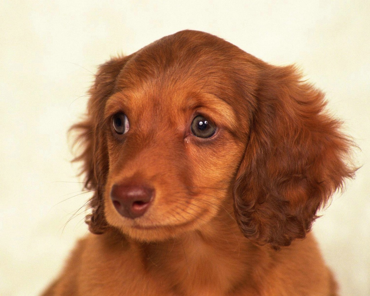 壁纸1280×1024世界名狗高清壁纸