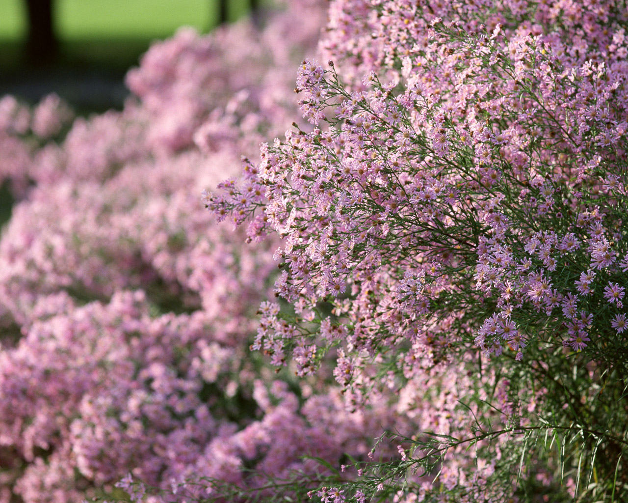 园艺壁纸花园一角 壁纸11