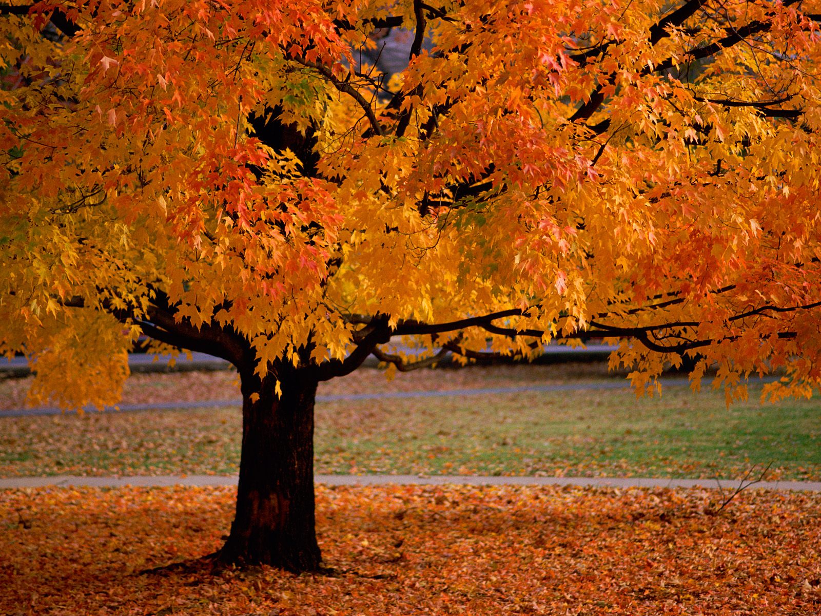 壁纸1280×1024壁纸 唯美 秋天红色的落叶图片壁纸,浓浓秋色-秋天树叶摄影壁纸图片-风景壁纸-风景图片素材-桌面壁纸