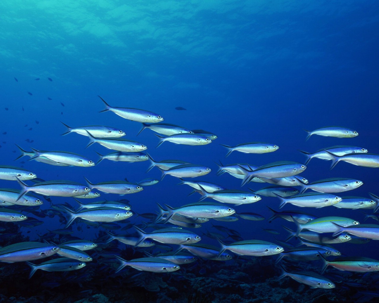 電腦桌面壁紙海底世界3D動態圖魚在動的圖片那下 有沒有動態錦鯉電腦壁紙? 3d魚桌面下載 求widows7桌面壁紙(海底世界的)越唯美越好 你好 可以下個主題 動態桌面壁紙 海底世界那里有 我是1024*76 這叫夢幻桌面,魔力桌面(molizm.com)網站有。 電腦桌面動態壁紙3d海底世界的制作要素有哪些啊?