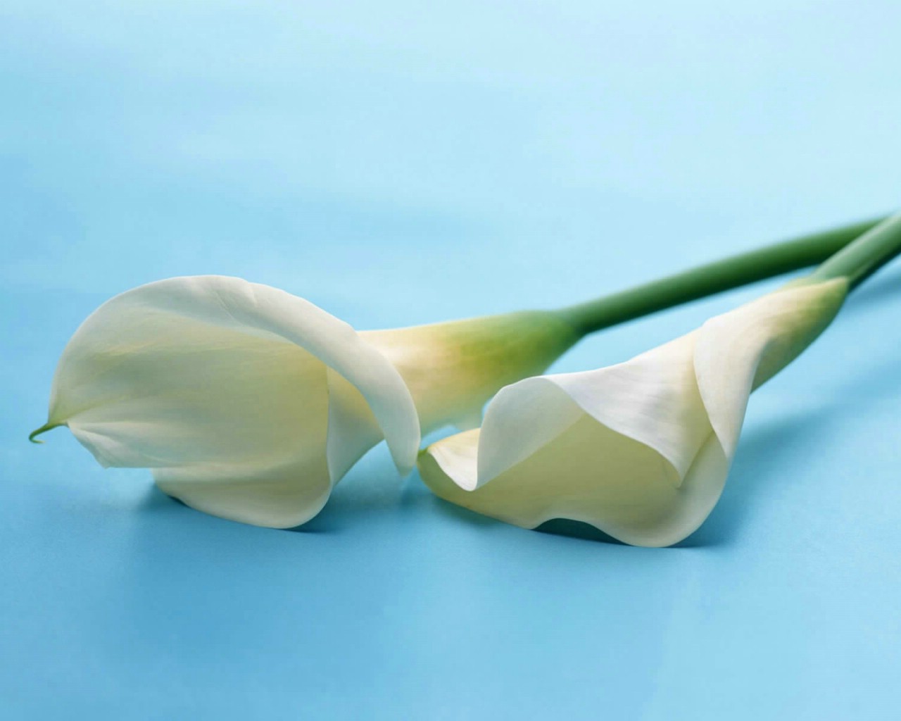 汶川地震祈福壁纸 壁纸55