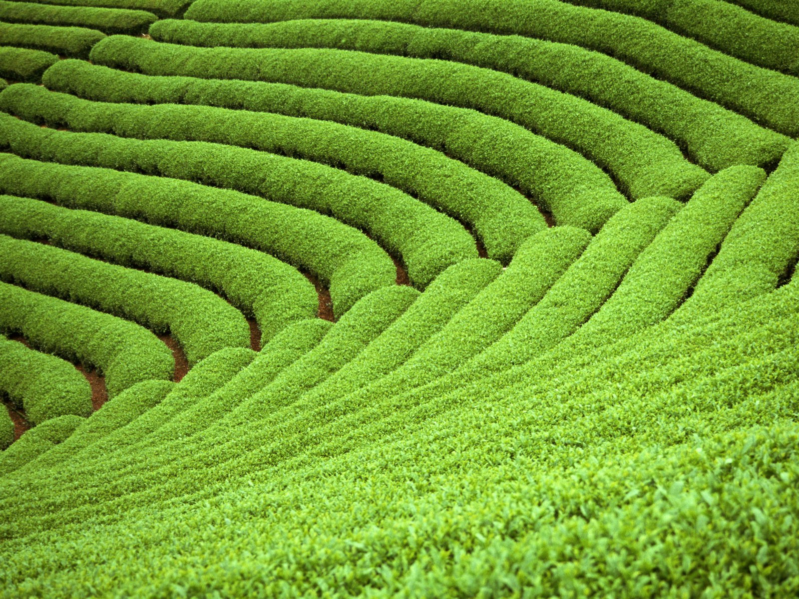 壁纸1600×1200草原田园植物绿色高清壁纸壁